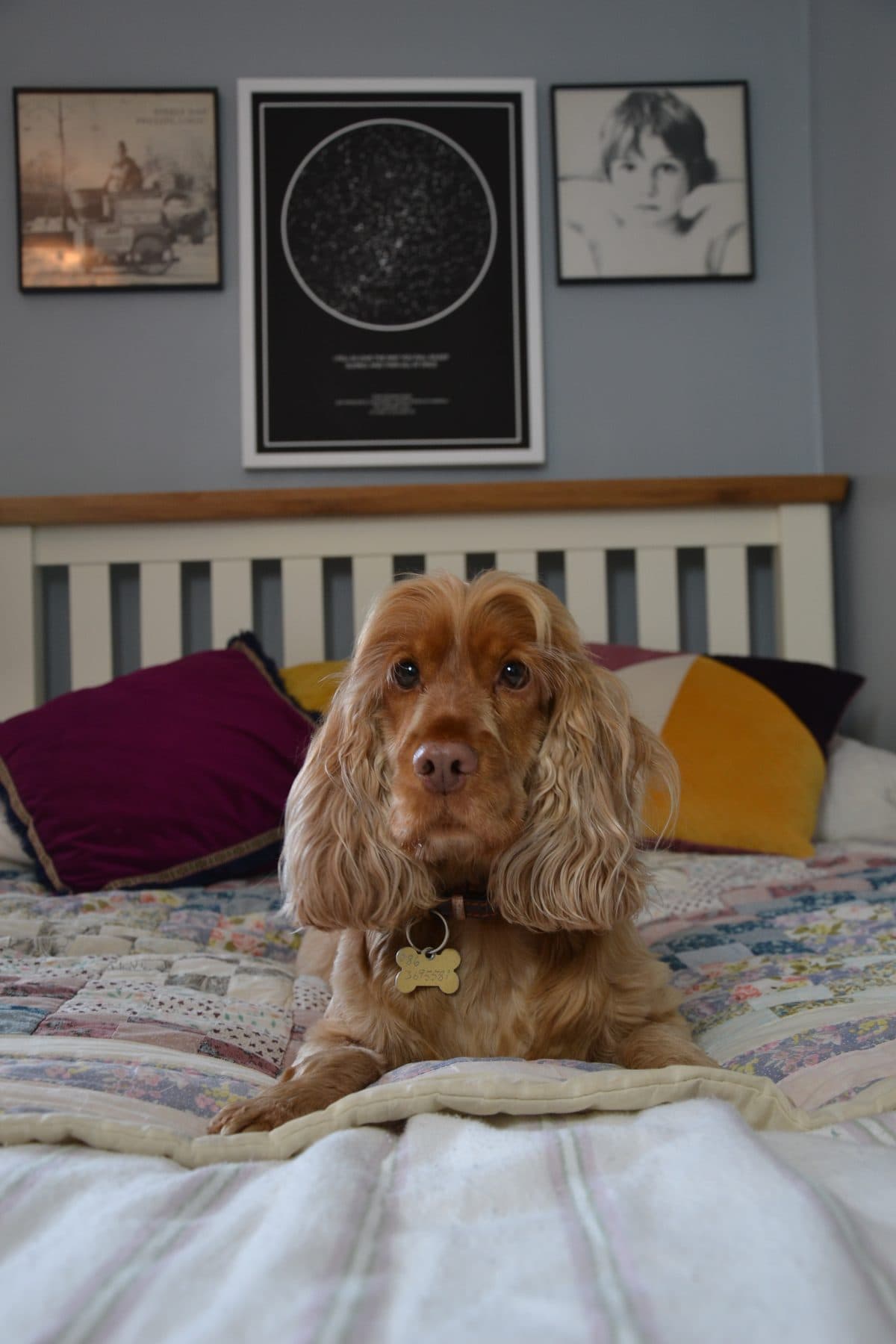 Spaniel looking up from a quilt with a framed star map on the wall behind